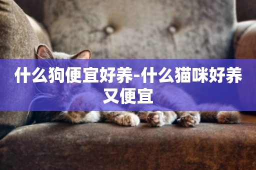 什么狗便宜好養-什么貓咪好養又便宜