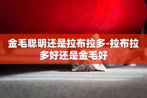 金毛聰明還是拉布拉多-拉布拉多好還是金毛好