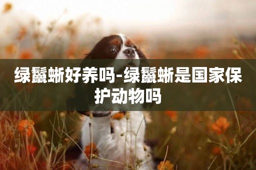 綠鬣蜥好養嗎-綠鬣蜥是國家保護動物嗎