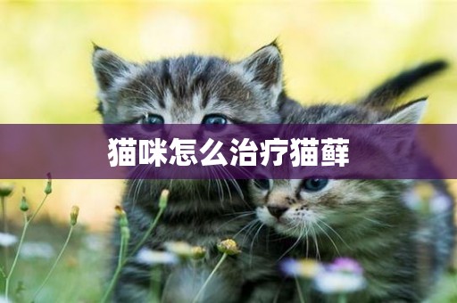 貓咪怎么治療貓蘚