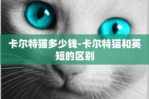 卡爾特貓多少錢-卡爾特貓和英短的區別