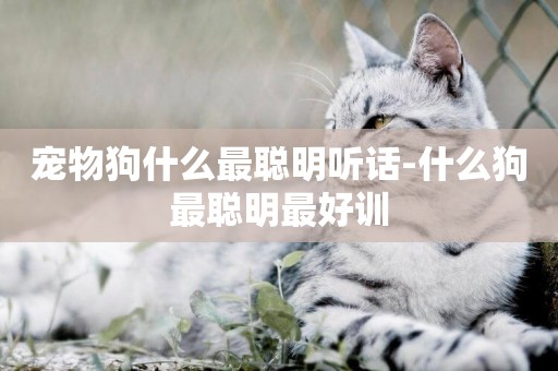 寵物狗什么最聰明聽話-什么狗最聰明最好訓