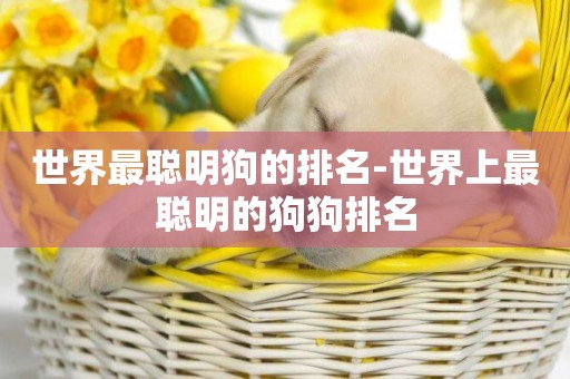 世界最聰明狗的排名-世界上最聰明的狗狗排名