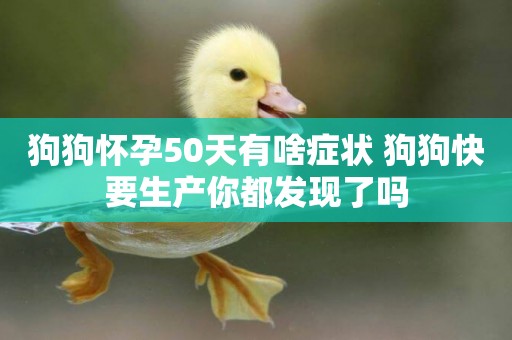 狗狗懷孕50天有啥癥狀 狗狗快要生產你都發現了嗎