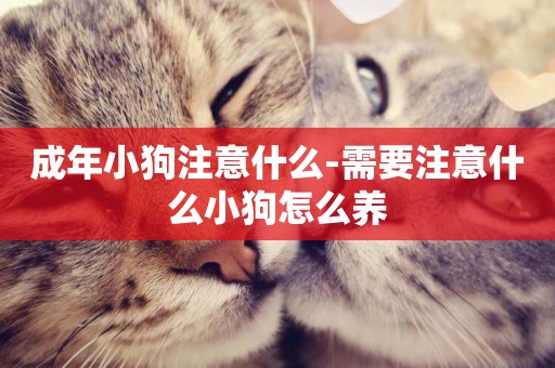 成年小狗注意什么-需要注意什么小狗怎么養