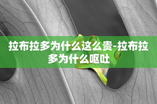 拉布拉多為什么這么貴-拉布拉多為什么嘔吐