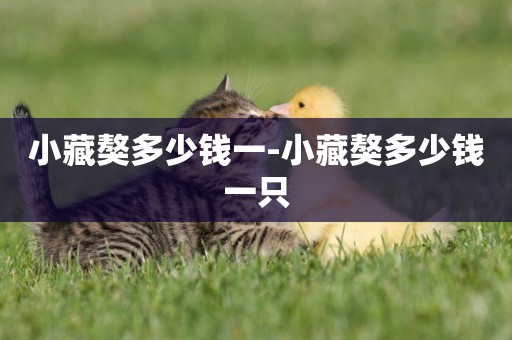 小藏獒多少錢一-小藏獒多少錢一只