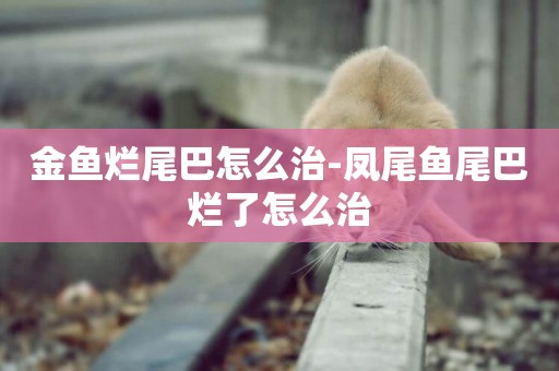 金魚爛尾巴怎么治-鳳尾魚尾巴爛了怎么治