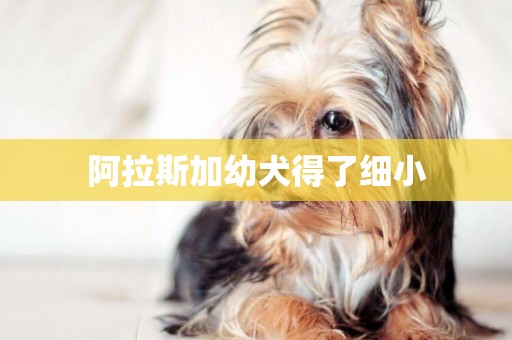 阿拉斯加幼犬得了細小