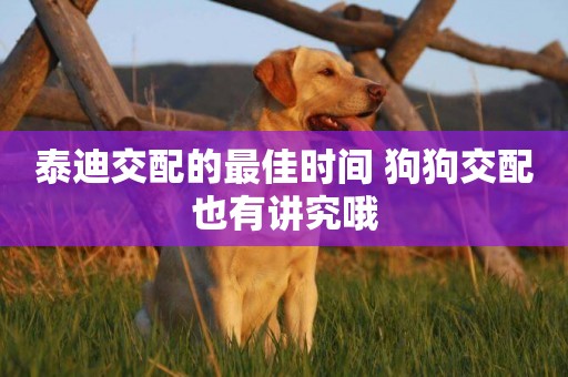 泰迪交配的最佳時間 狗狗交配也有講究哦