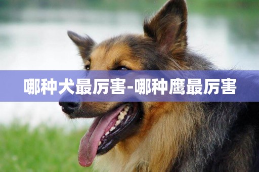 哪種犬最厲害-哪種鷹最厲害