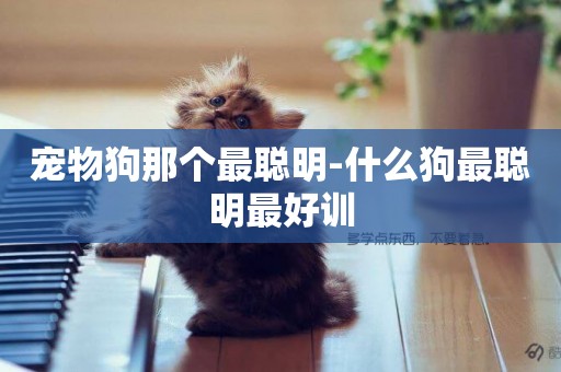 寵物狗那個最聰明-什么狗最聰明最好訓