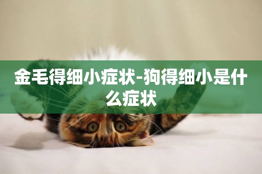 金毛得細小癥狀-狗得細小是什么癥狀