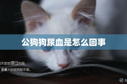 公狗狗尿血是怎么回事