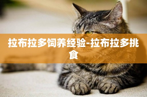 拉布拉多飼養經驗-拉布拉多挑食