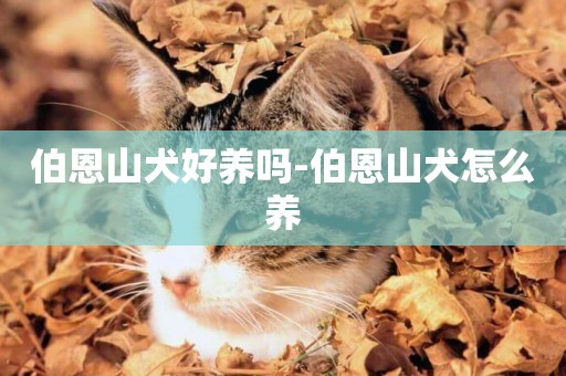 伯恩山犬好養嗎-伯恩山犬怎么養