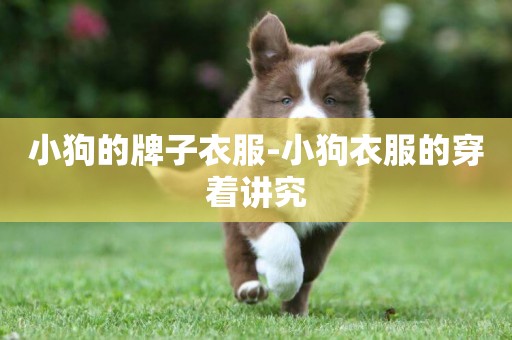 小狗的牌子衣服-小狗衣服的穿著講究