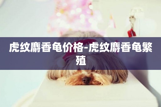 虎紋麝香龜價格-虎紋麝香龜繁殖