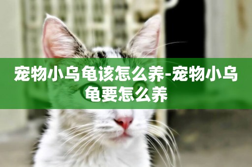 寵物小烏龜該怎么養-寵物小烏龜要怎么養