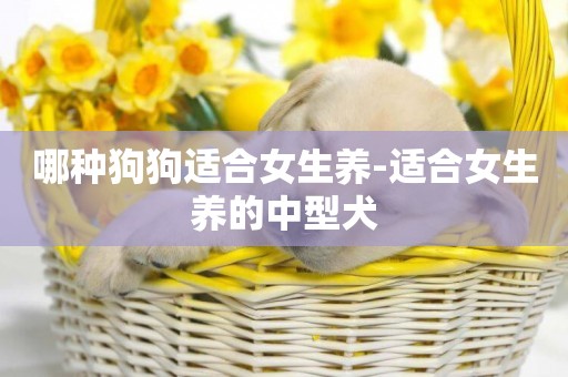 哪種狗狗適合女生養-適合女生養的中型犬