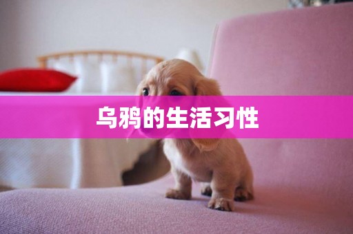 烏鴉的生活習性
