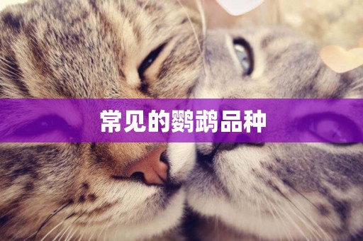 常見的鸚鵡品種