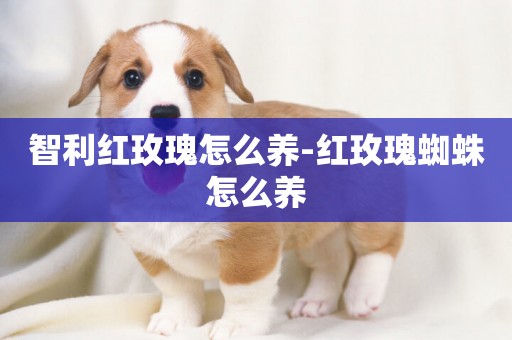 智利紅玫瑰怎么養-紅玫瑰蜘蛛怎么養