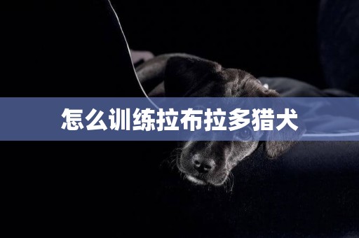 怎么訓練拉布拉多獵犬