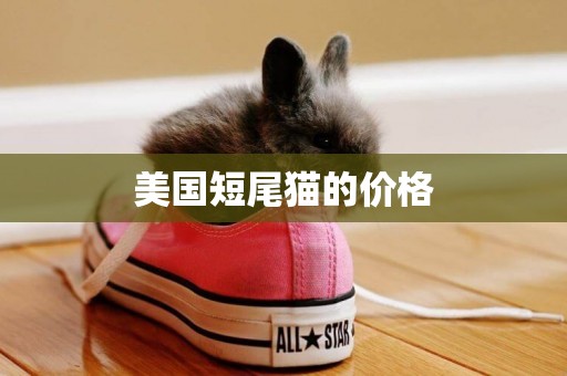 美國短尾貓的價格