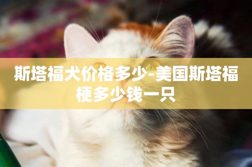 斯塔福犬價格多少-美國斯塔福梗多少錢一只