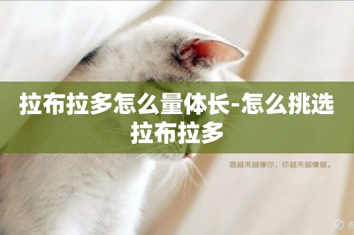 拉布拉多怎么量體長-怎么挑選拉布拉多