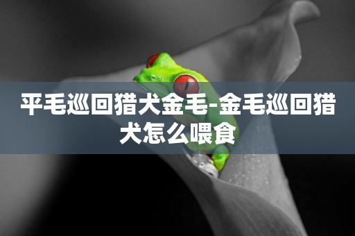 平毛巡回獵犬金毛-金毛巡回獵犬怎么喂食