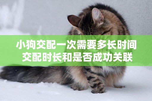 小狗交配一次需要多長時間 交配時長和是否成功關聯不大