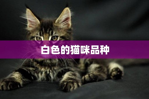 白色的貓咪品種