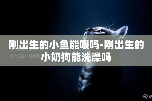 剛出生的小魚能喂嗎-剛出生的小奶狗能洗澡嗎