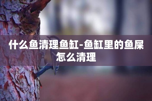什么魚清理魚缸-魚缸里的魚屎怎么清理