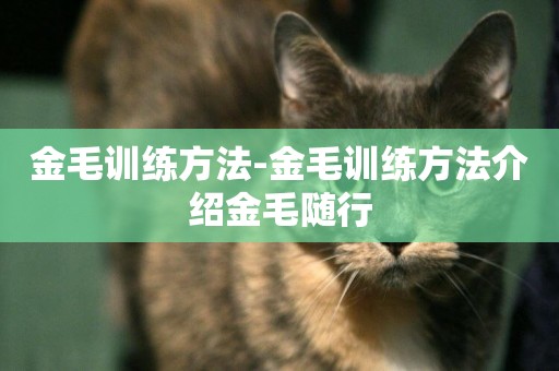 金毛訓練方法-金毛訓練方法介紹金毛隨行