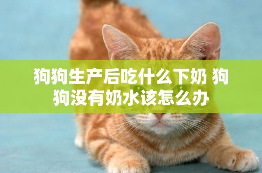 狗狗生產后吃什么下奶 狗狗沒有奶水該怎么辦