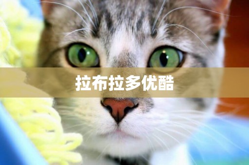 拉布拉多優酷