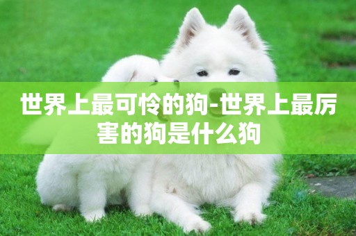 世界上最可憐的狗-世界上最厲害的狗是什么狗