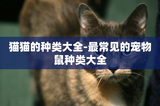 貓貓的種類大全-最常見的寵物鼠種類大全
