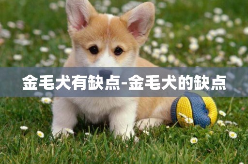 金毛犬有缺點-金毛犬的缺點
