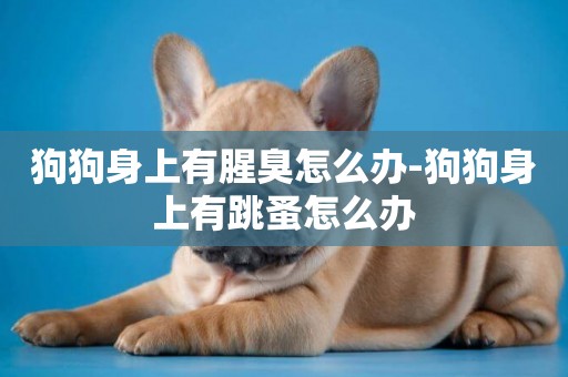 狗狗身上有腥臭怎么辦-狗狗身上有跳蚤怎么辦