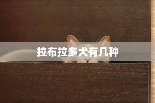 拉布拉多犬有幾種
