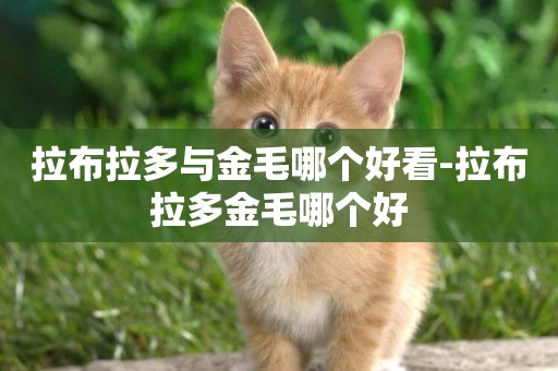 拉布拉多與金毛哪個好看-拉布拉多金毛哪個好