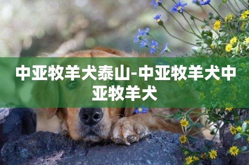 中亞牧羊犬泰山-中亞牧羊犬中亞牧羊犬