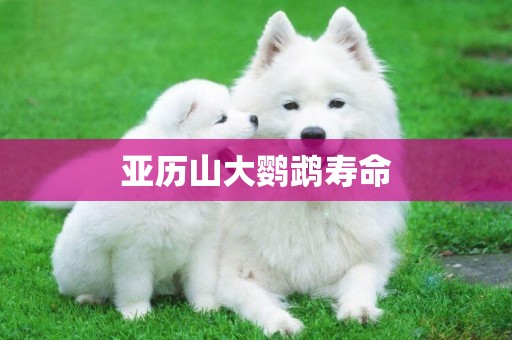 亞歷山大鸚鵡壽命