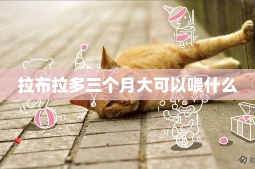 拉布拉多三個月大可以喂什么