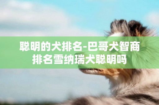 聰明的犬排名-巴哥犬智商排名雪納瑞犬聰明嗎