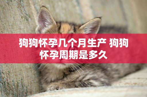 狗狗懷孕幾個月生產 狗狗懷孕周期是多久